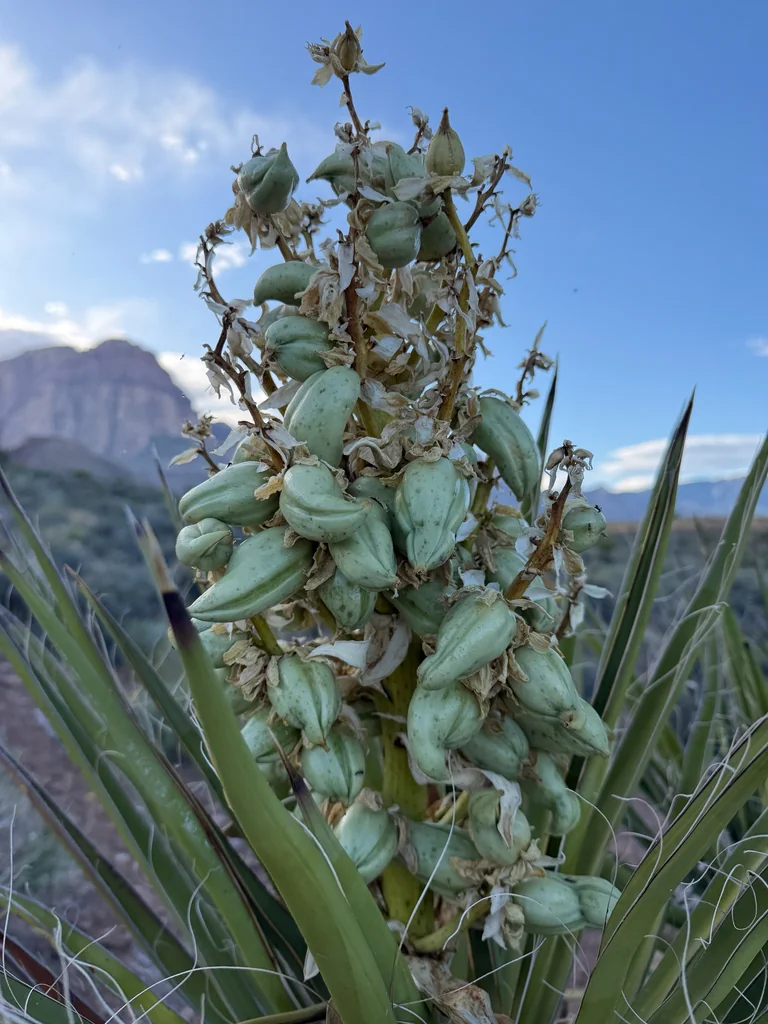 Yucca Schidigera