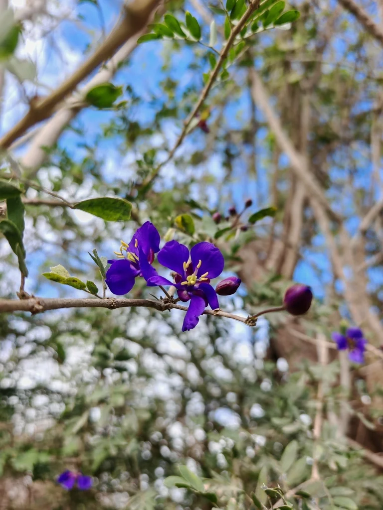 Guaiacum Coulteri