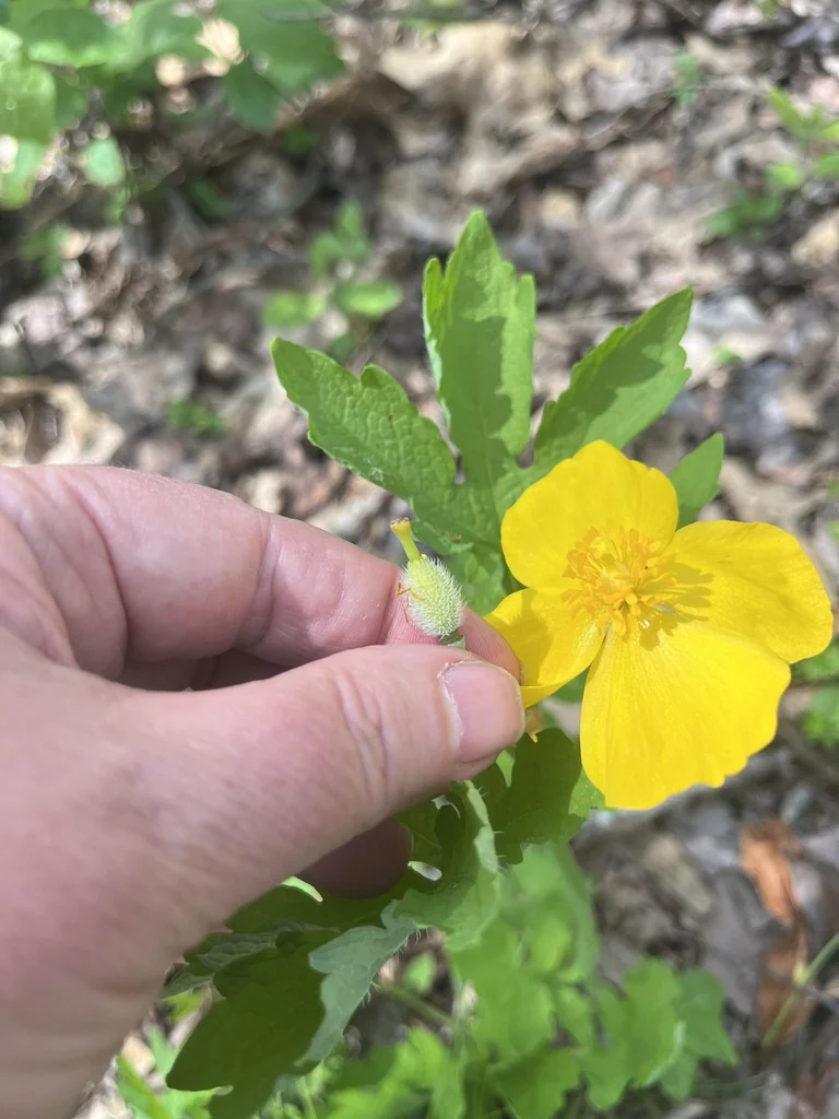 Stylophorum Diphyllum