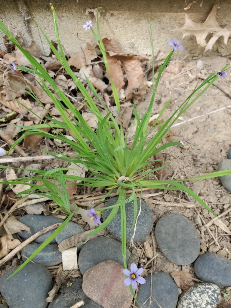 Sisyrinchium Angustifolium