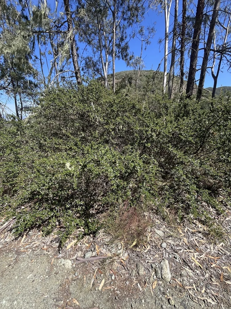 Ceanothus Cuneatus