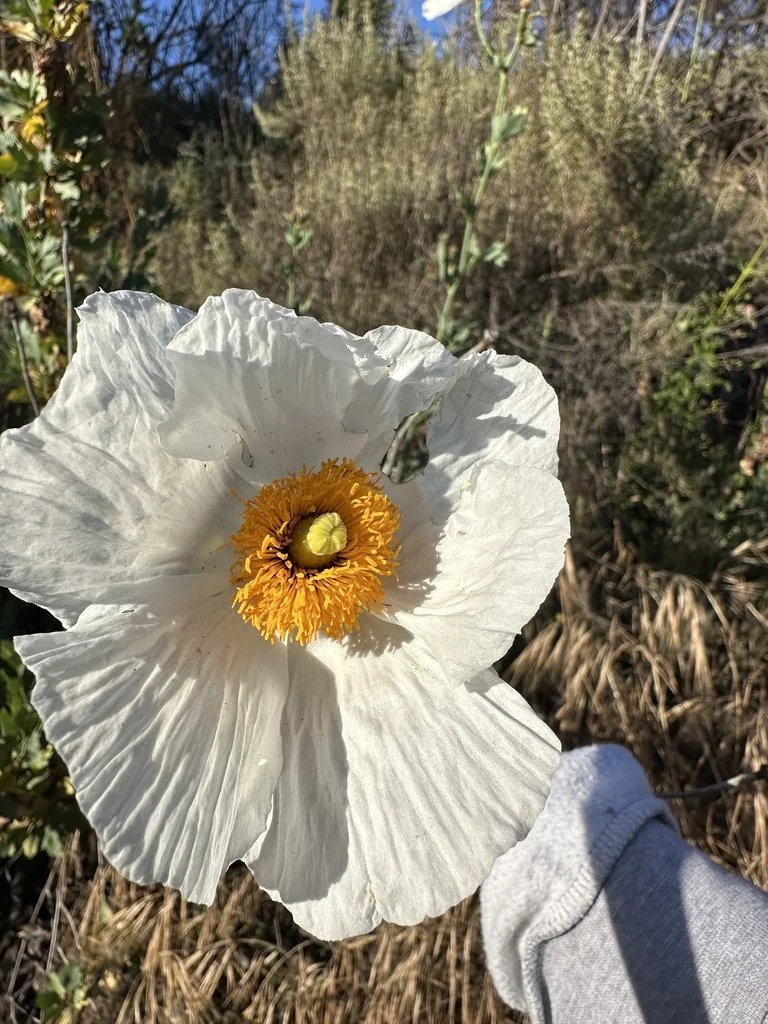 Romneya Coulteri