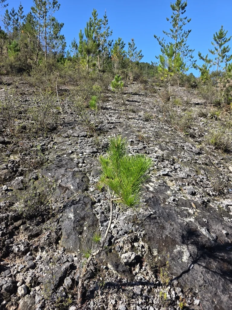 Pinus Radiata