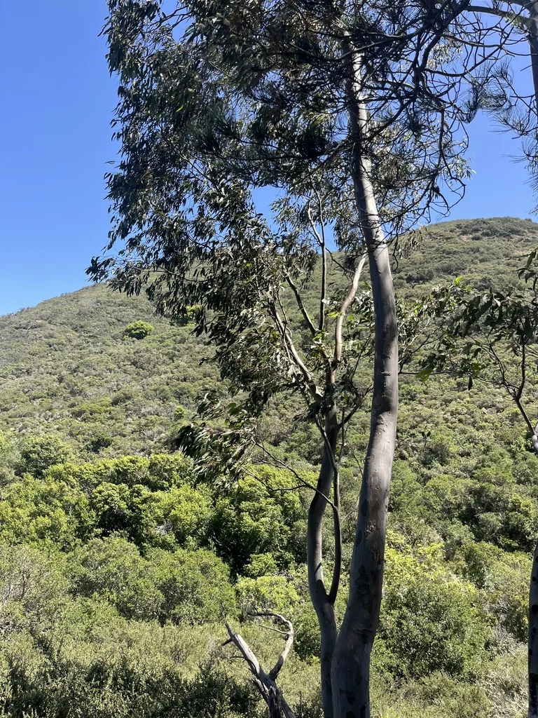 Eucalyptus Globulus