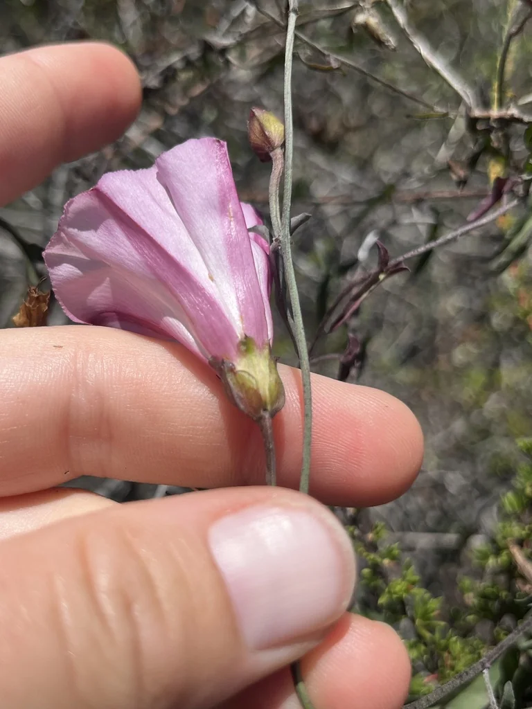 Calystegia Macrostegia