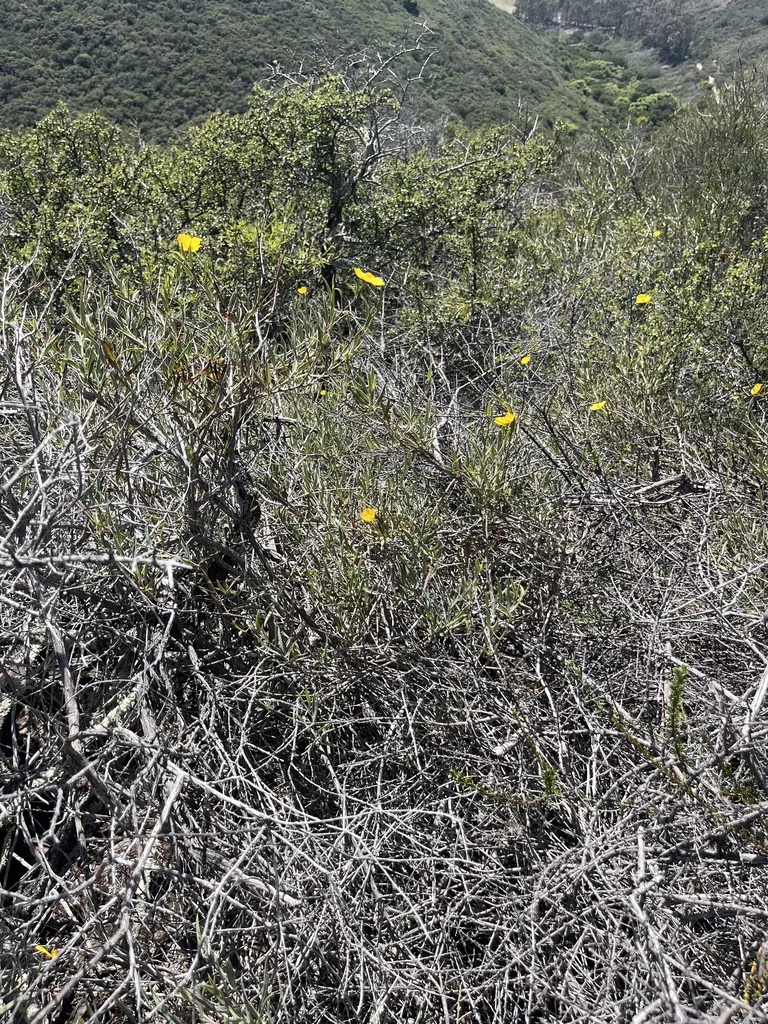 Dendromecon Rigida