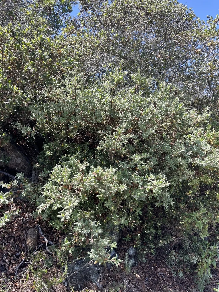 Quercus berberidifolia