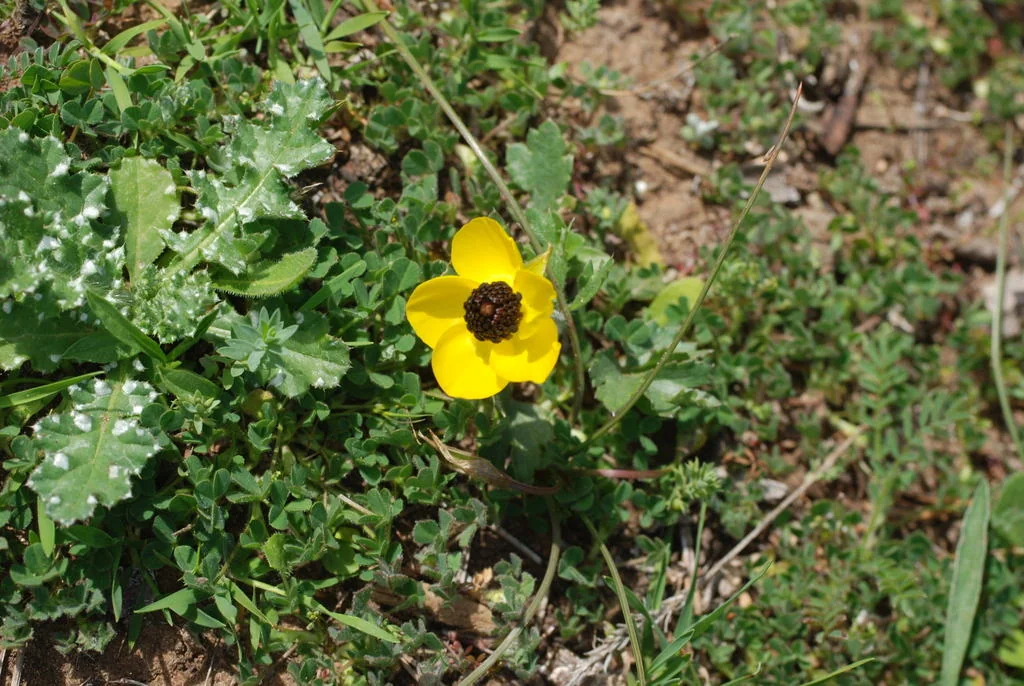 Ranunculus Asiaticus