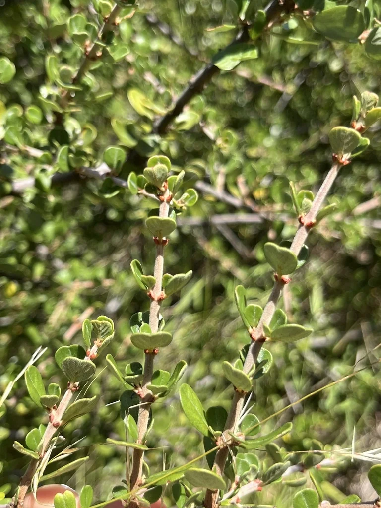 Ceanothus Cuneatus