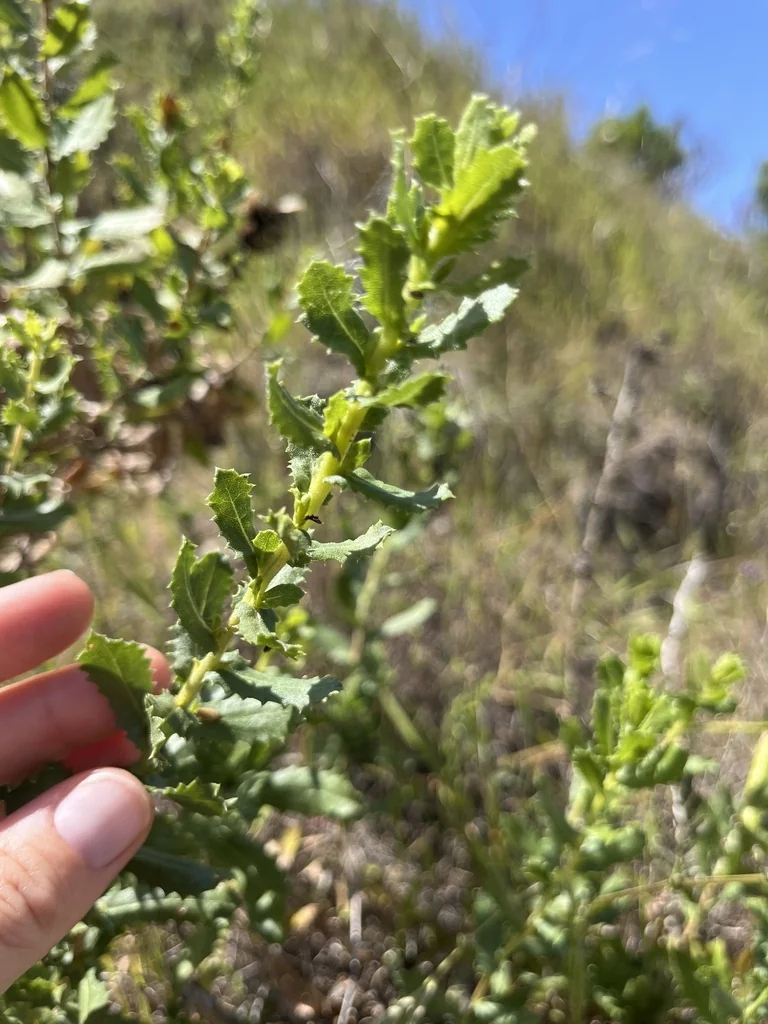 Hazardia squarrosa