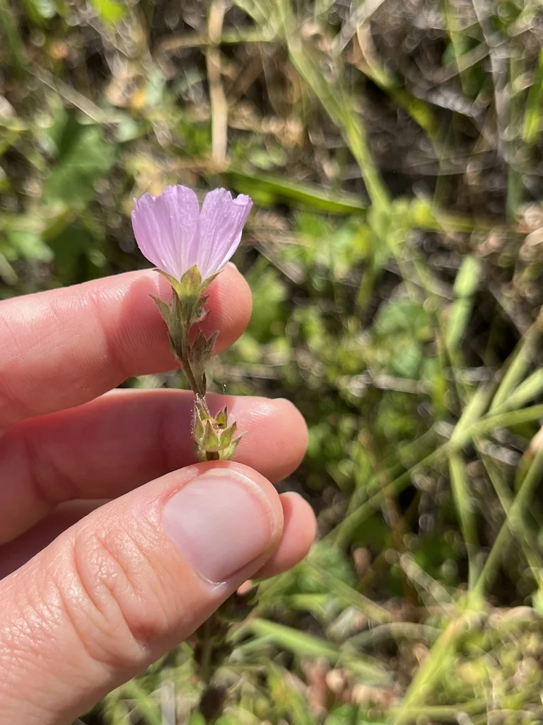 Sidalcea Malviflora