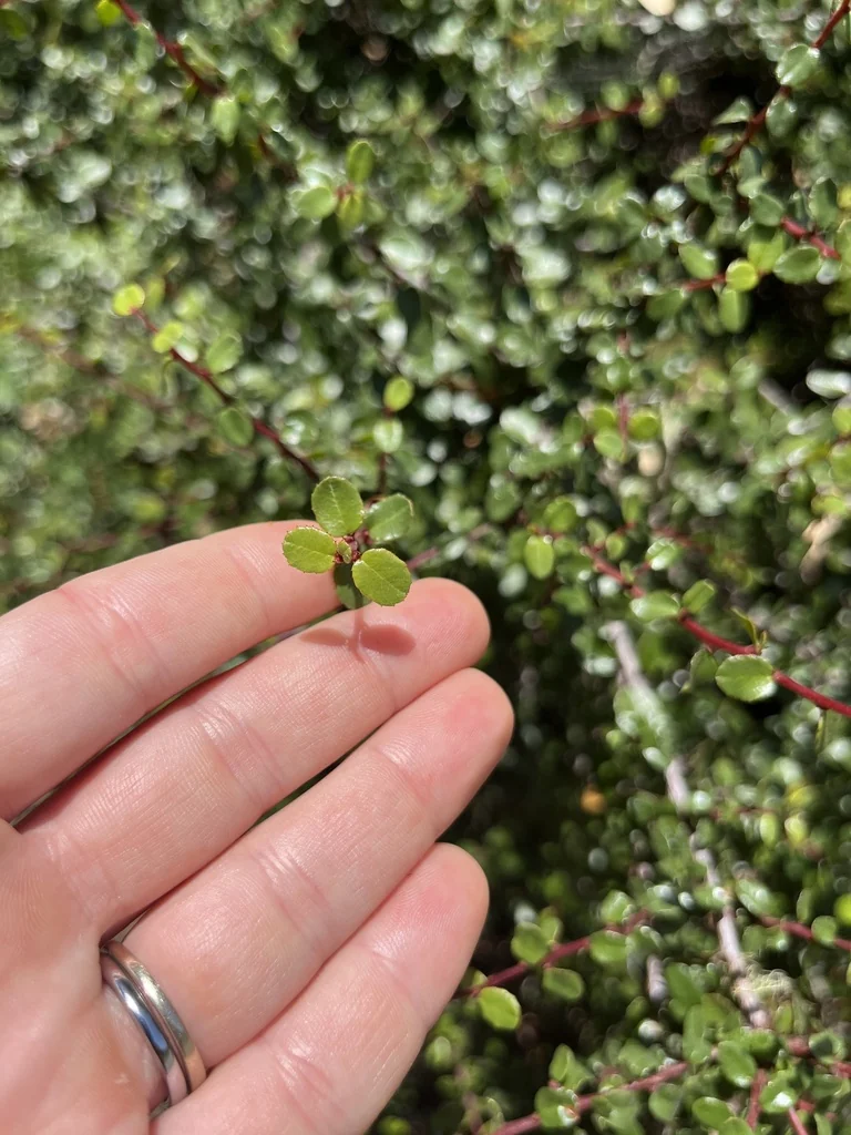 Rhamnus Crocea
