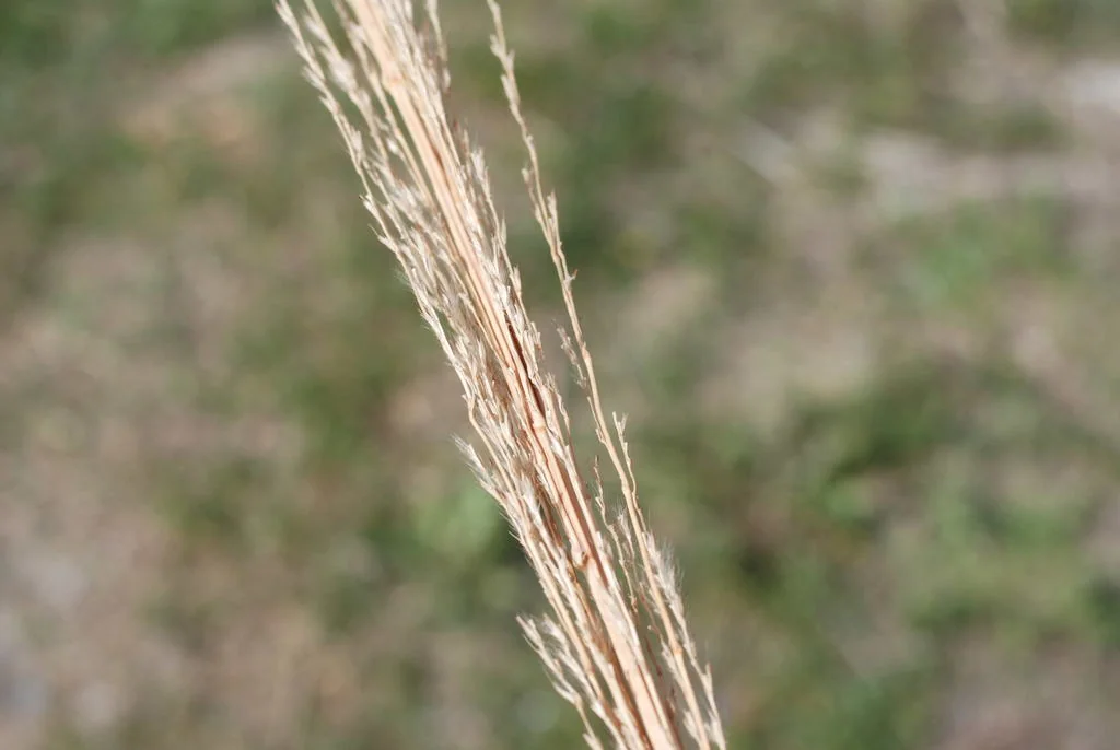 Erianthus Ravennae