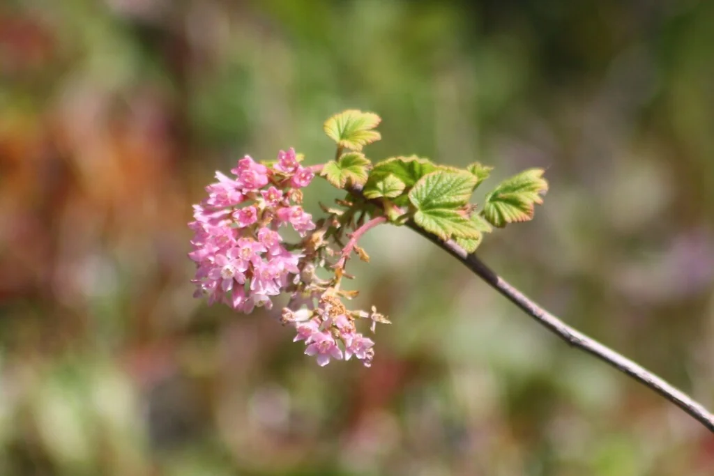 Ribes Sanguineum