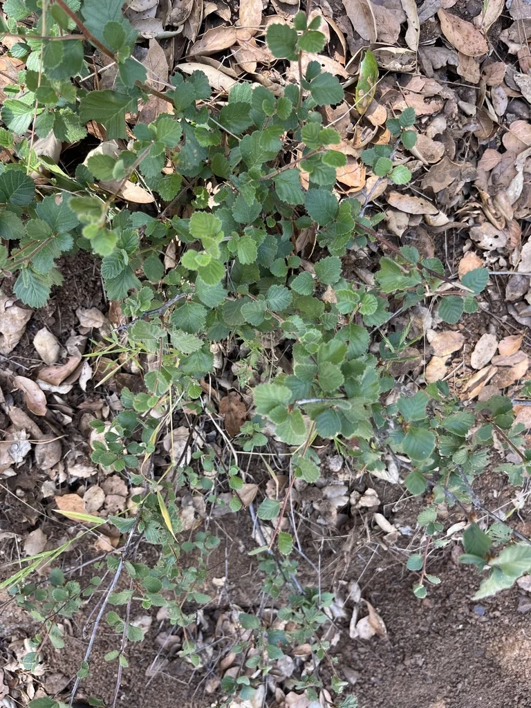 Cercocarpus Betuloides