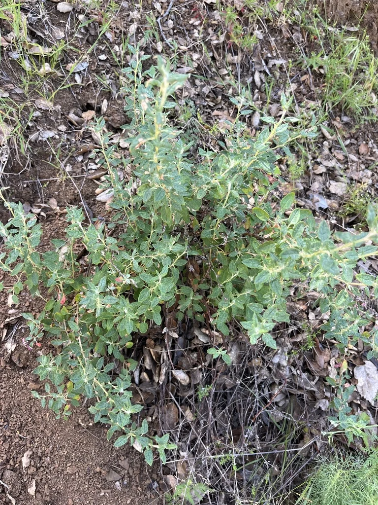 Eriogonum parvifolium