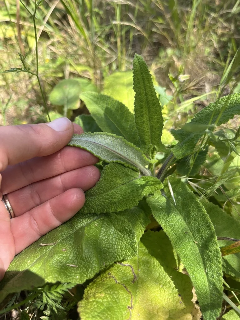 Salvia Spathacea