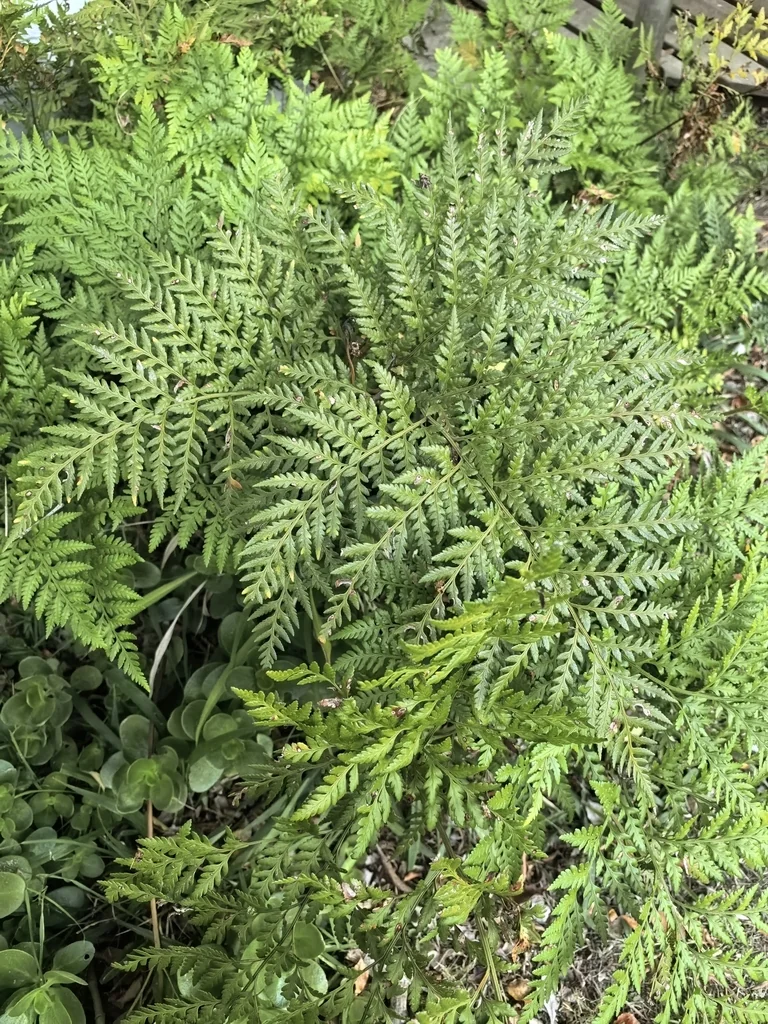 Rumohra Adiantiformis
