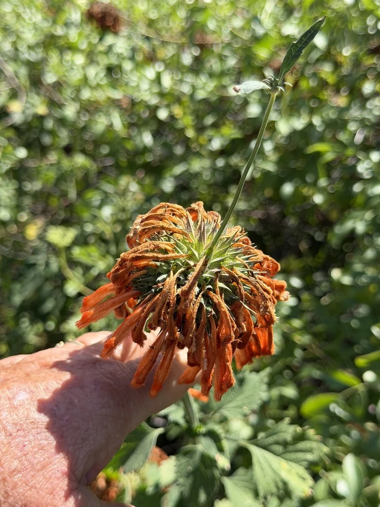 Leonotis Nepetifolia