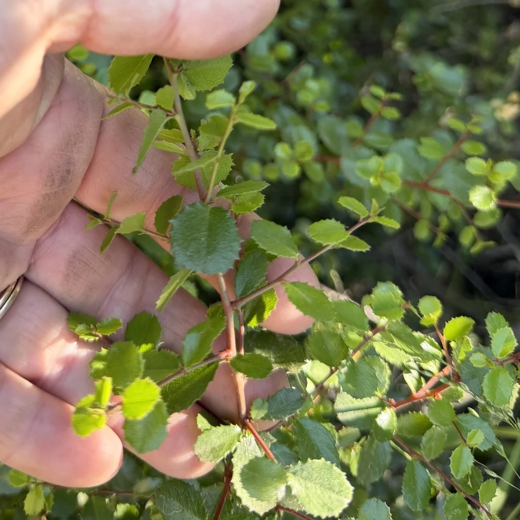 Rhamnus Crocea