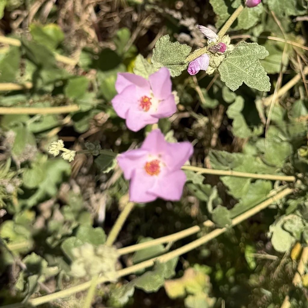 Malacothamnus Fasciculatus
