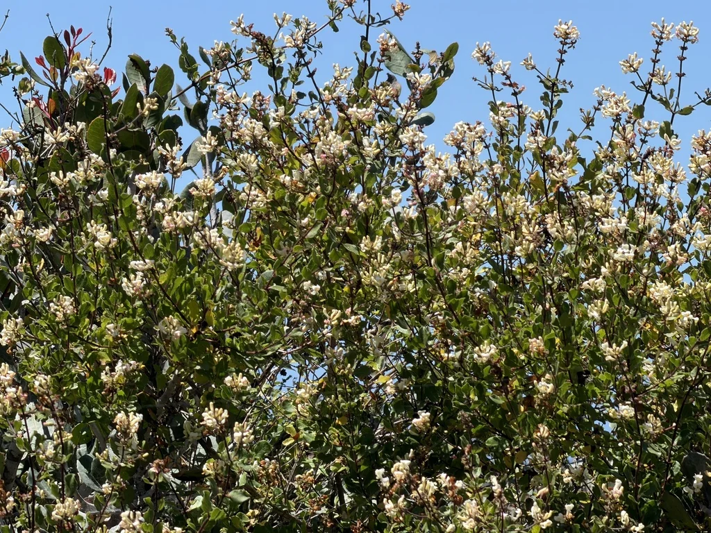 Lonicera Subspicata