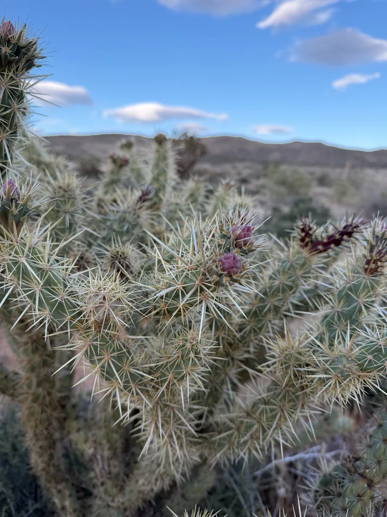 Cylindropuntia Acanthocarpa