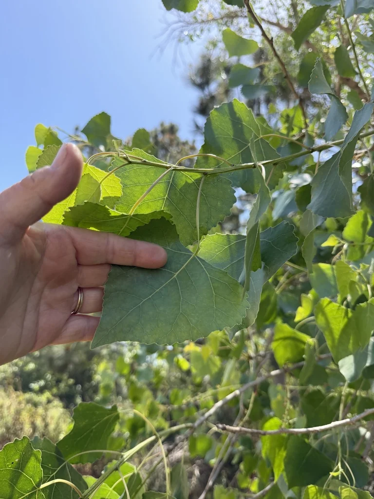 Populus Fremontii