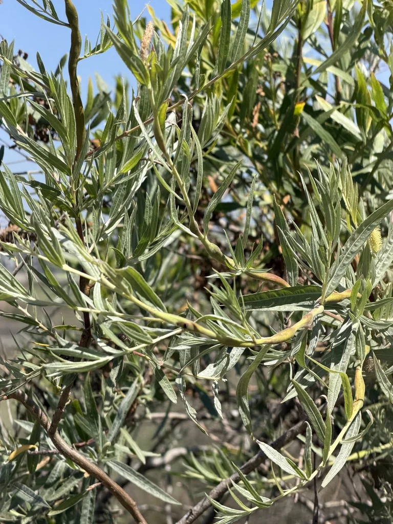 Salix Exigua