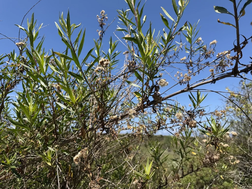 Baccharis Salicifolia