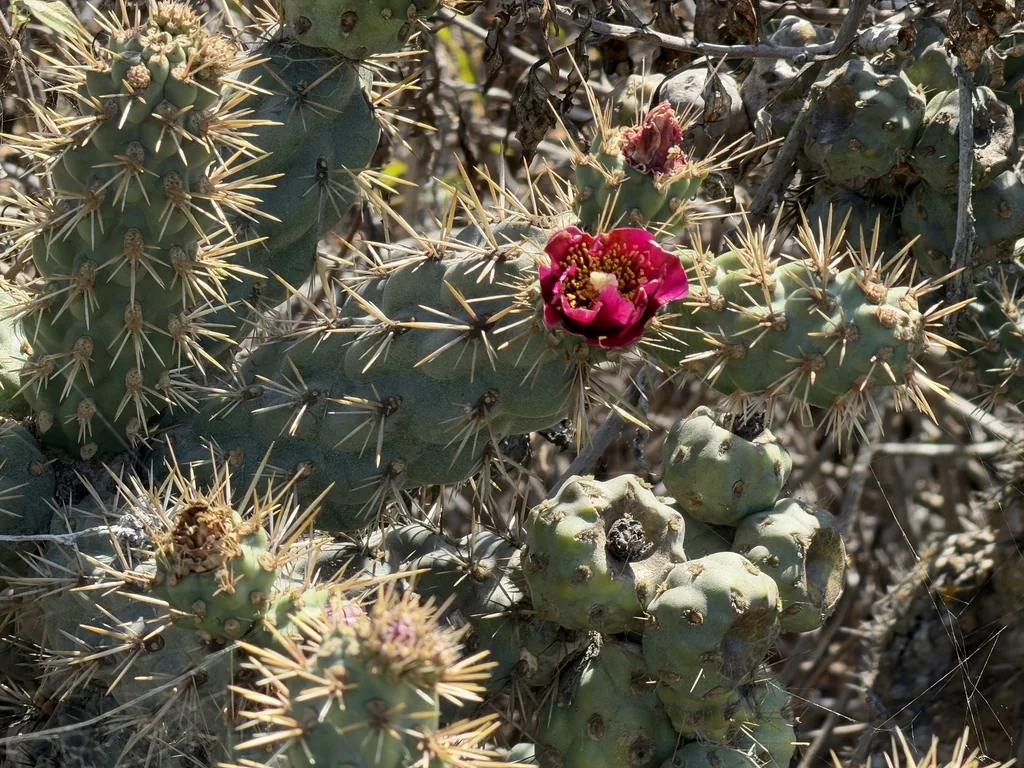 Cylindropuntia prolifera