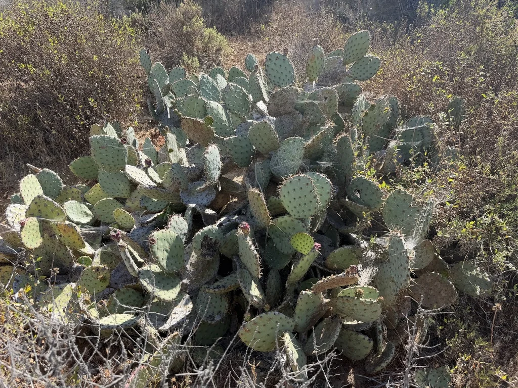 Opuntia littoralis
