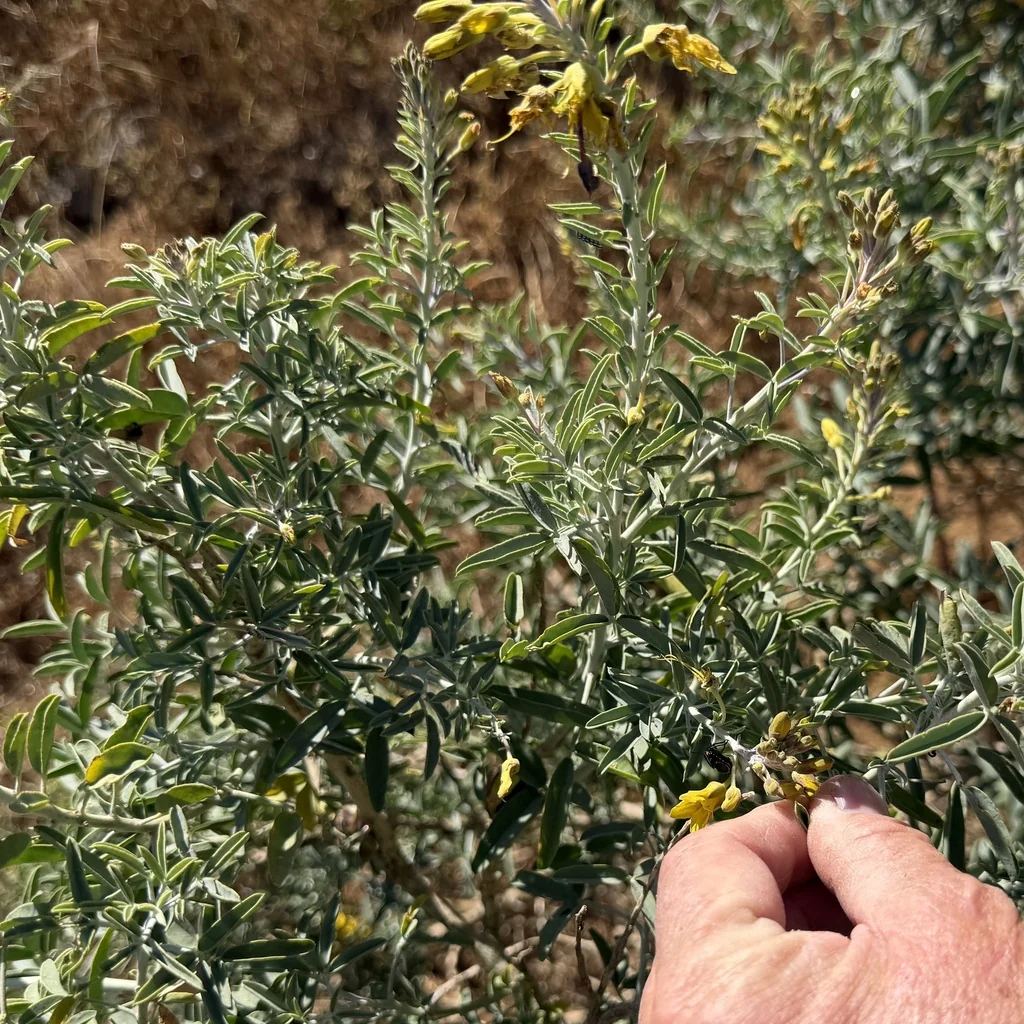 Isomeris Arborea