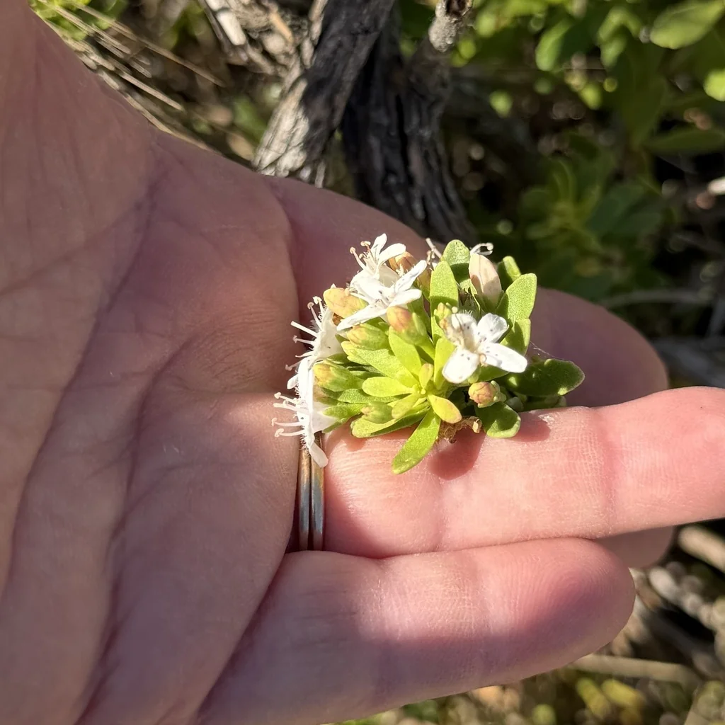 Myoporum Parvifolium