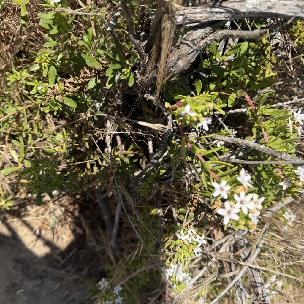 Myoporum Parvifolium
