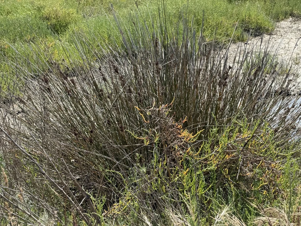 Juncus Acutus
