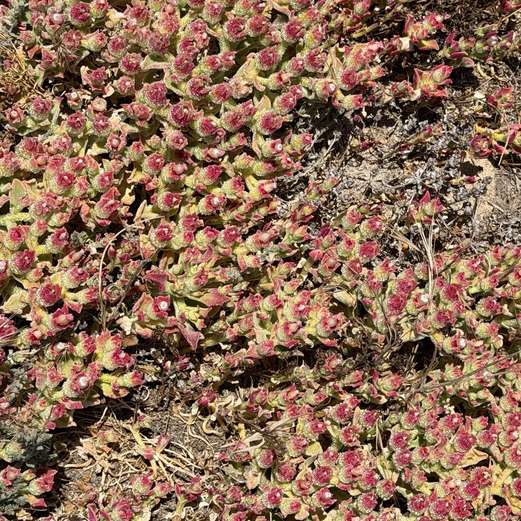 Mesembryanthemum Crystallinum