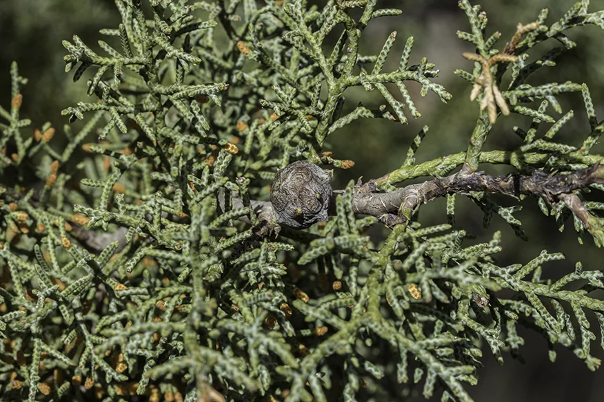 Cupressus Arizonica