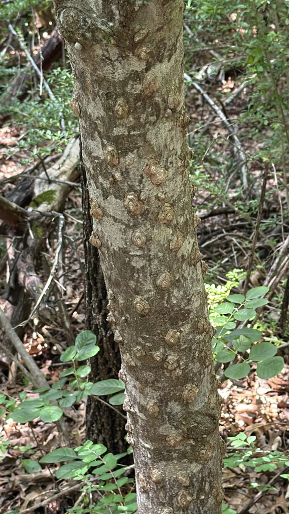 Zanthoxylum Clava-Herculis
