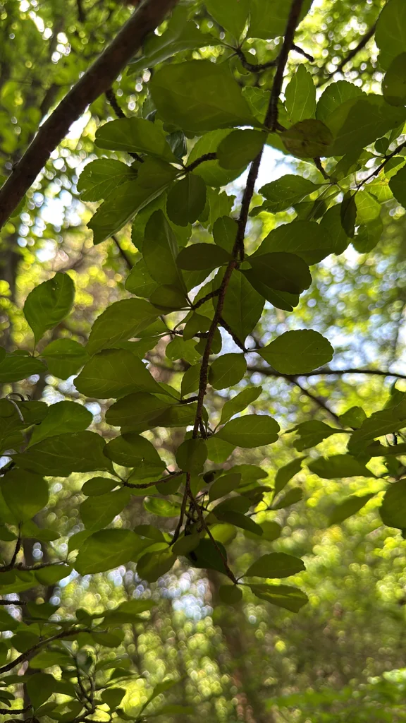 Ilex Decidua