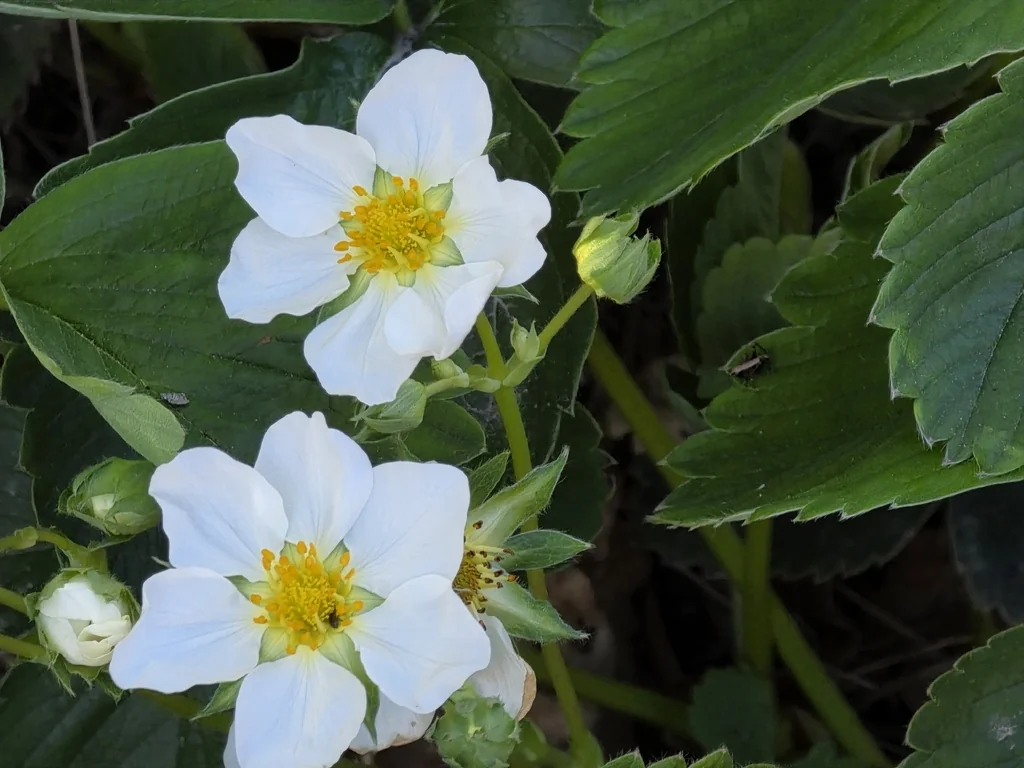 Fragaria ananassa