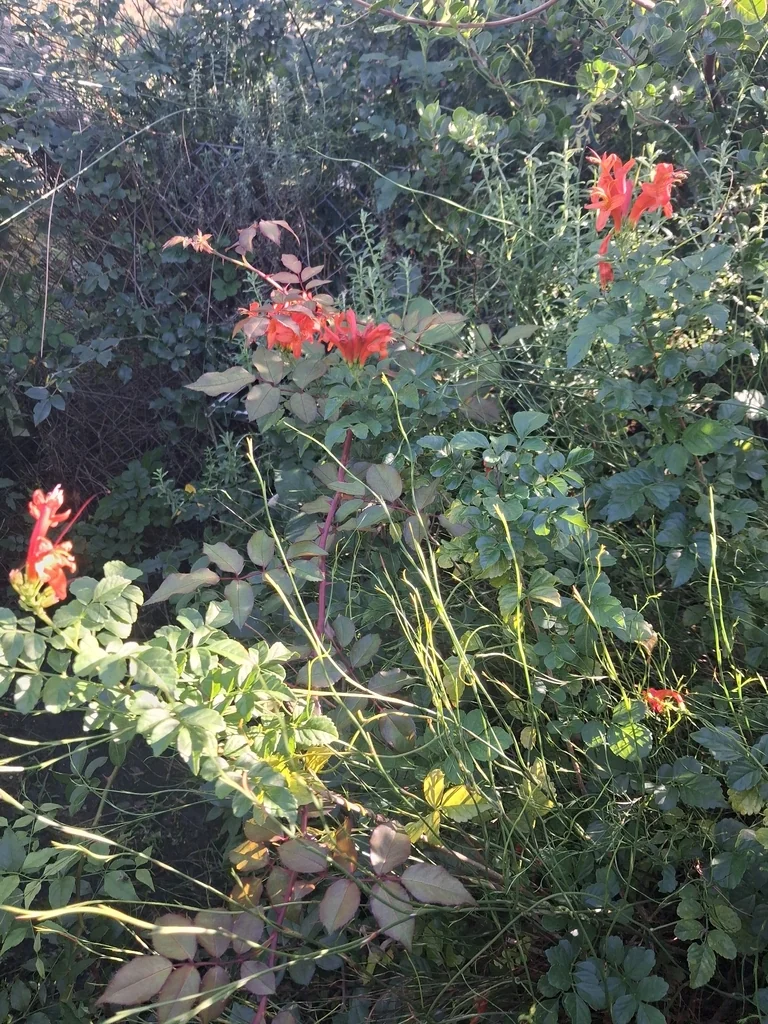 Tecoma Capensis