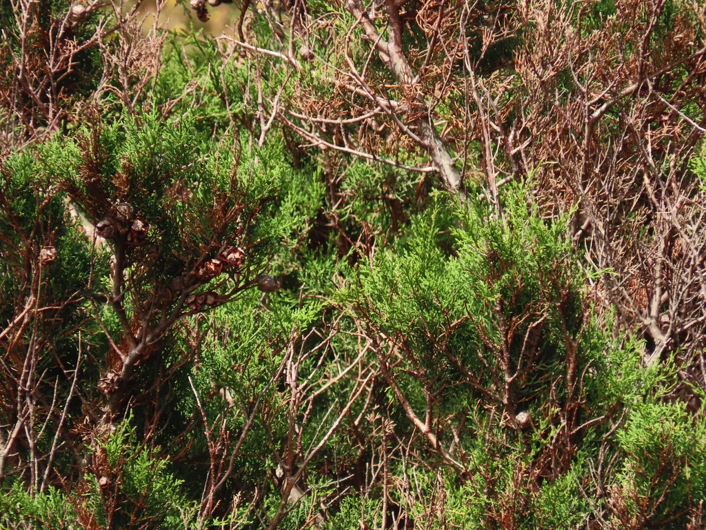 Cupressus Macrocarpa