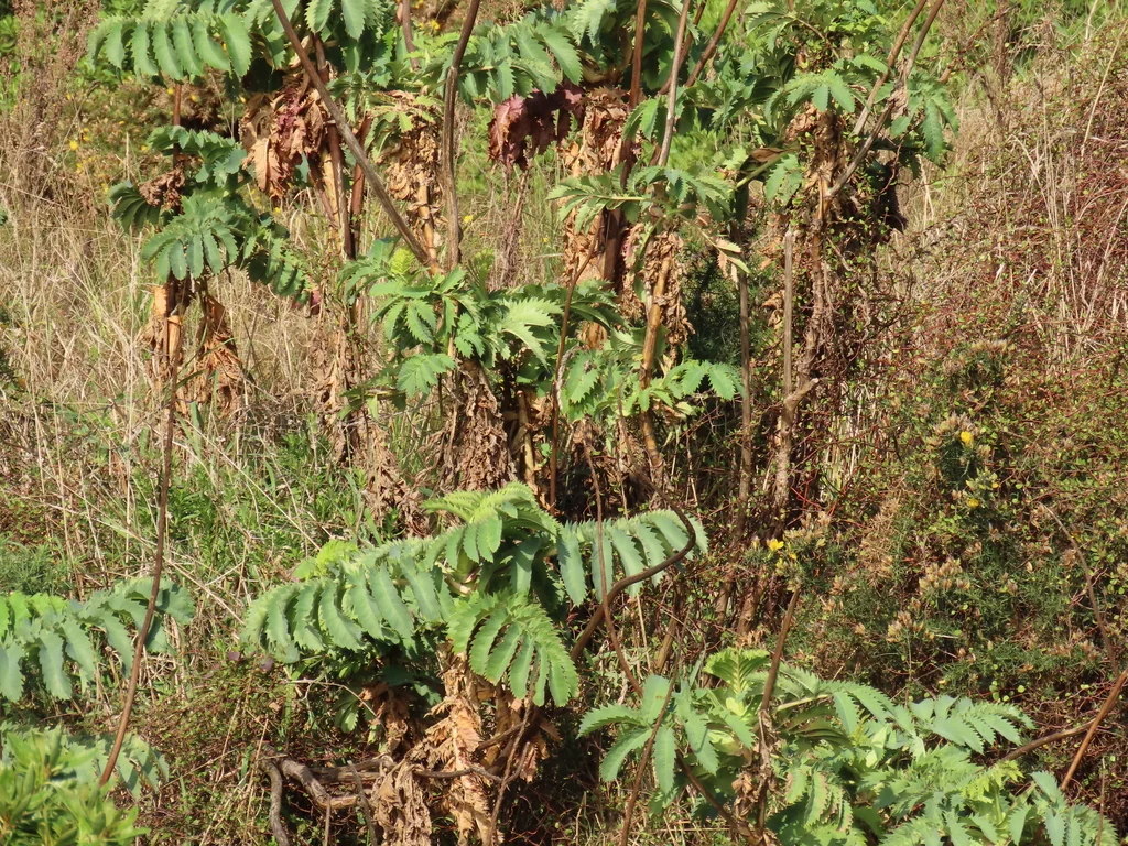Melianthus Major