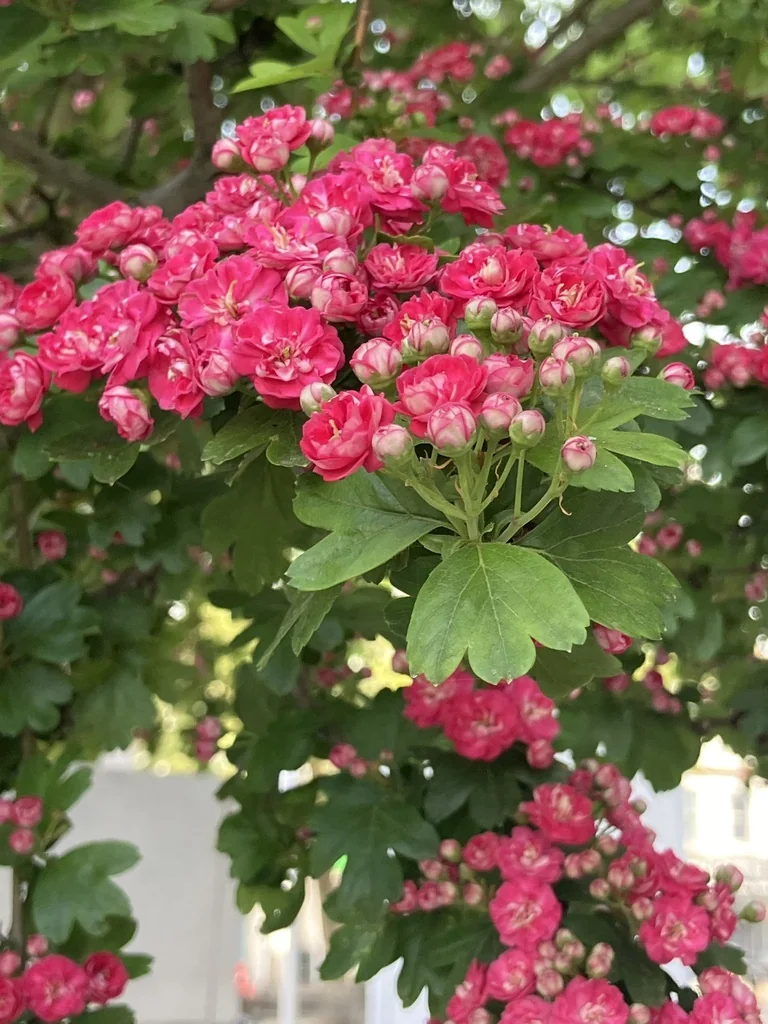 Crataegus Laevigata