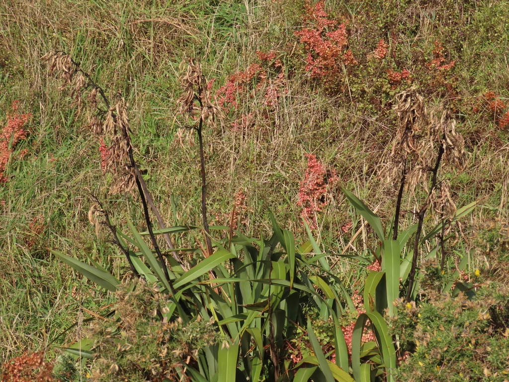 Phormium Tenax