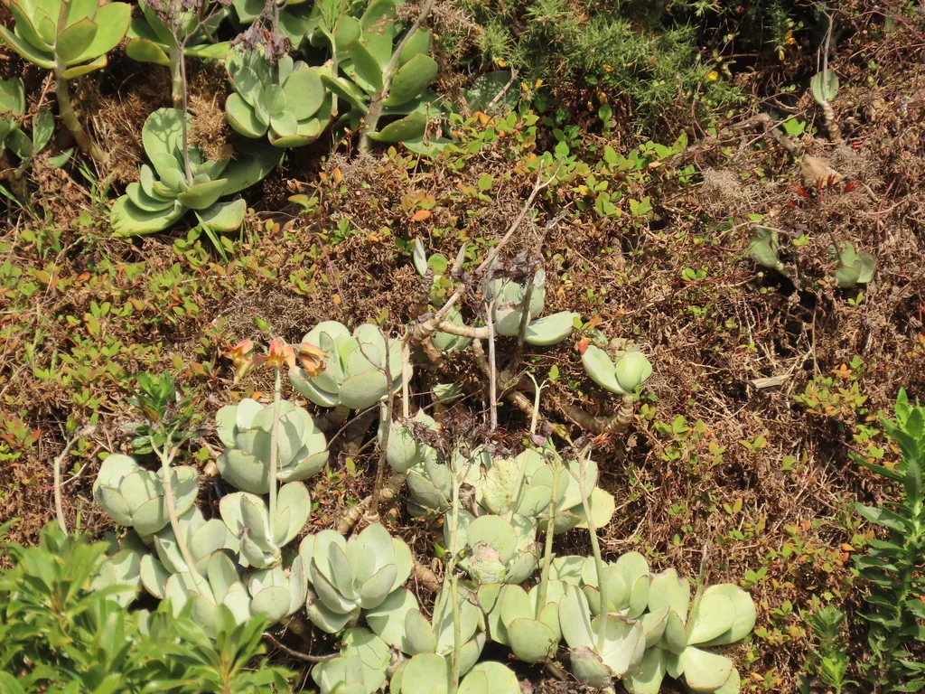 Cotyledon Orbiculata