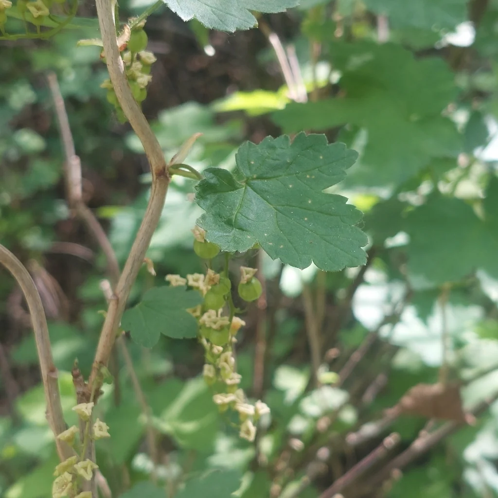Ribes Rubrum
