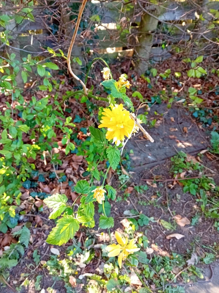 Kerria Japonica