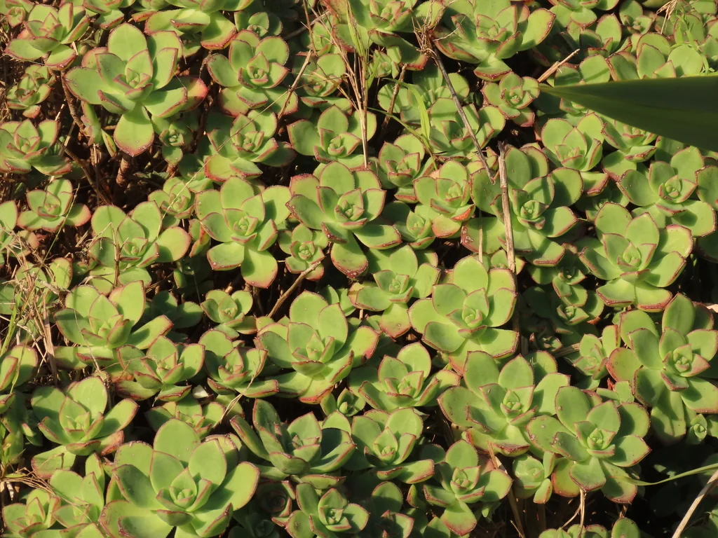Aeonium Haworthii